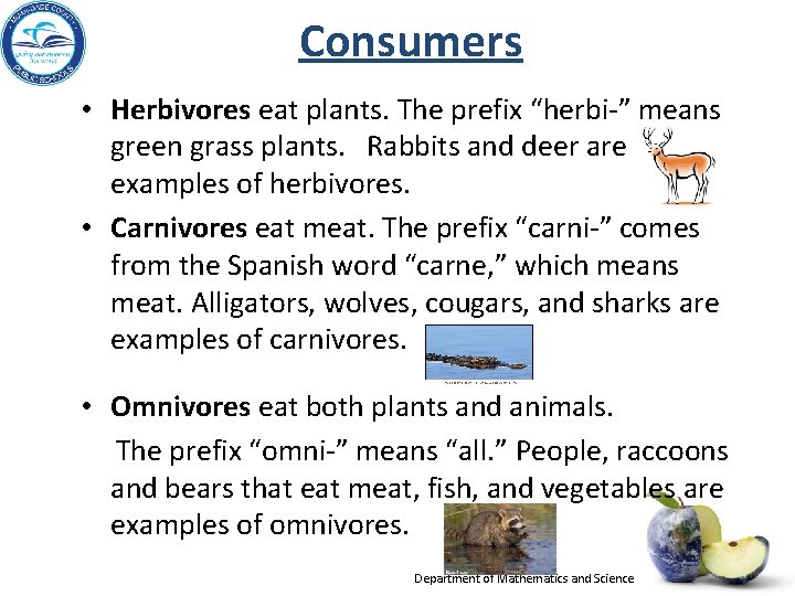 Consumers • Herbivores eat plants. The prefix “herbi-” means green grass plants. Rabbits and