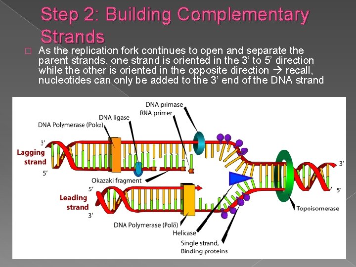 � Step 2: Building Complementary Strands As the replication fork continues to open and
