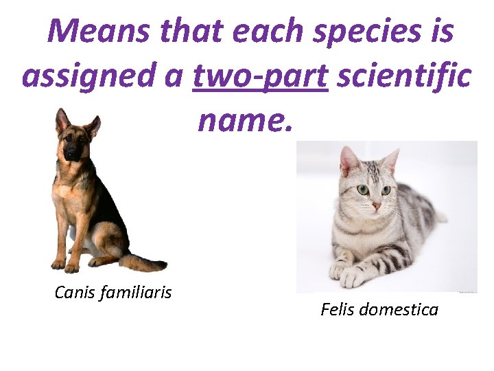 Means that each species is assigned a two-part scientific name. Canis familiaris Felis domestica