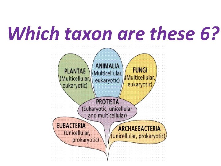Which taxon are these 6? 