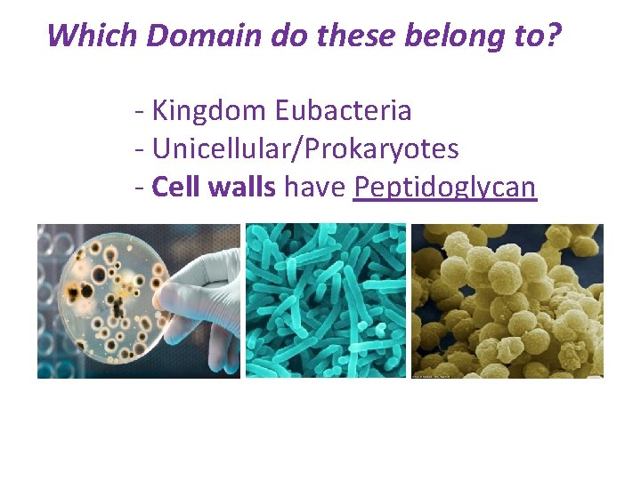 Which Domain do these belong to? - Kingdom Eubacteria - Unicellular/Prokaryotes - Cell walls