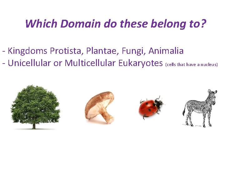 Which Domain do these belong to? - Kingdoms Protista, Plantae, Fungi, Animalia - Unicellular