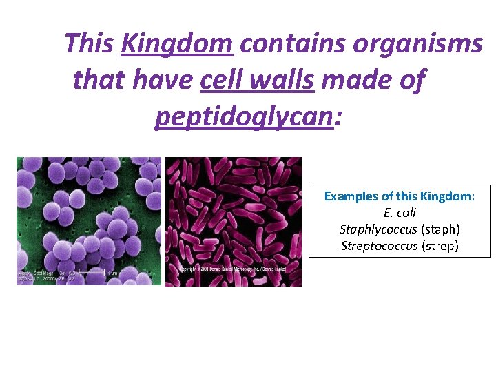 This Kingdom contains organisms that have cell walls made of peptidoglycan: Examples of this