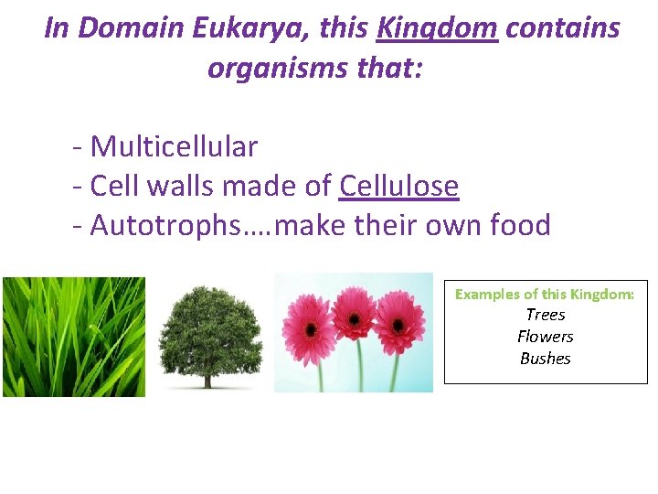 In Domain Eukarya, this Kingdom contains organisms that: - Multicellular - Cell walls made