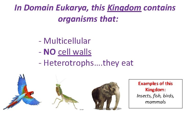In Domain Eukarya, this Kingdom contains organisms that: - Multicellular - NO cell walls