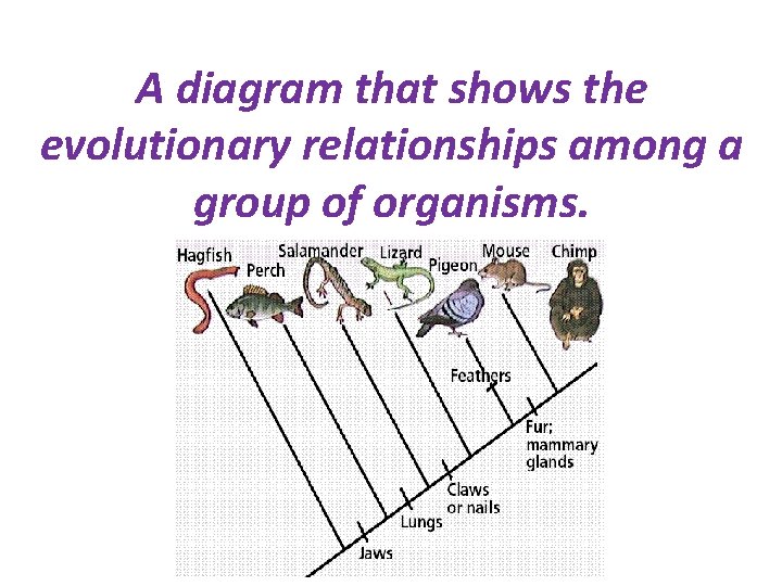 A diagram that shows the evolutionary relationships among a group of organisms. 