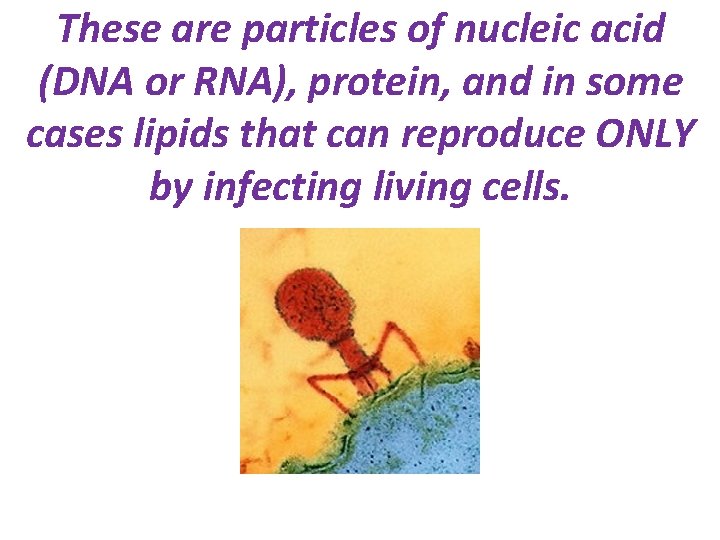 These are particles of nucleic acid (DNA or RNA), protein, and in some cases
