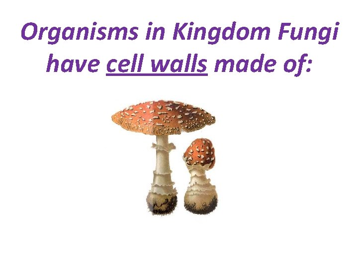 Organisms in Kingdom Fungi have cell walls made of: 