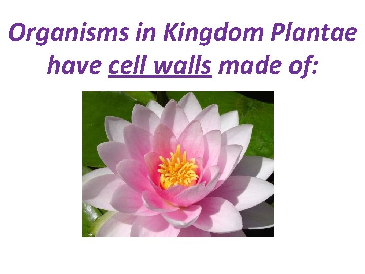 Organisms in Kingdom Plantae have cell walls made of: 