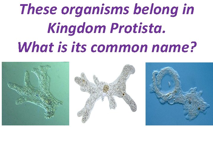 These organisms belong in Kingdom Protista. What is its common name? 