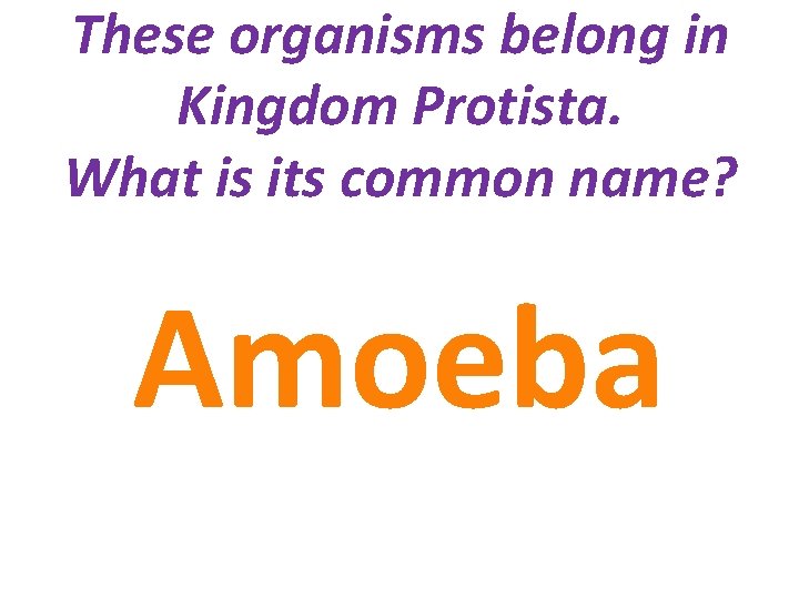 These organisms belong in Kingdom Protista. What is its common name? Amoeba 