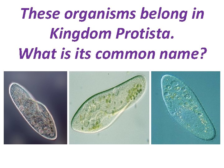 These organisms belong in Kingdom Protista. What is its common name? 
