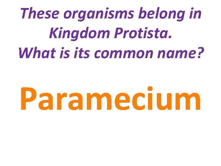 These organisms belong in Kingdom Protista. What is its common name? Paramecium 