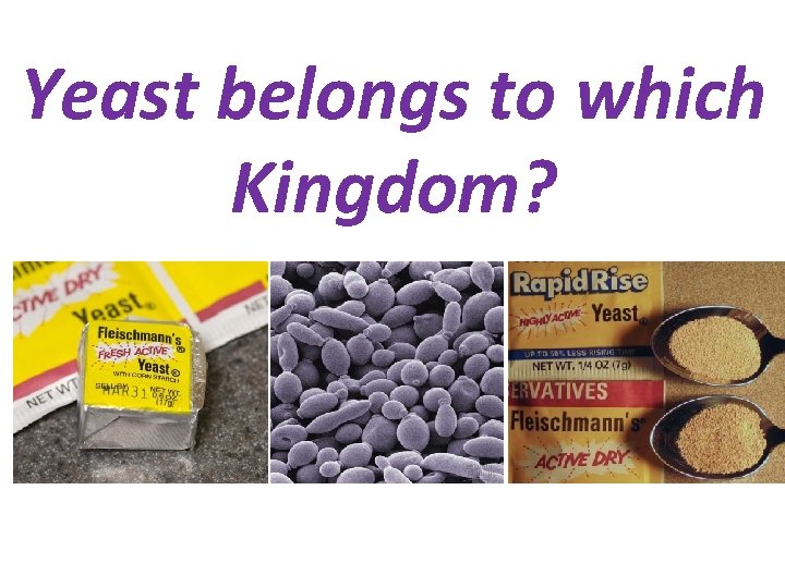 Yeast belongs to which Kingdom? 