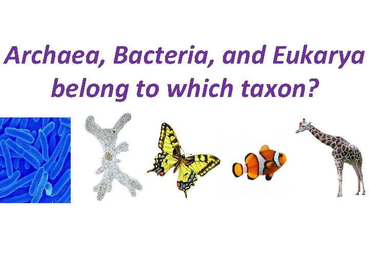 Archaea, Bacteria, and Eukarya belong to which taxon? 
