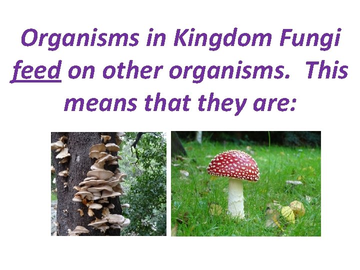 Organisms in Kingdom Fungi feed on other organisms. This means that they are: 