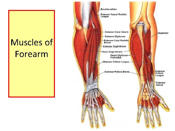Muscles of Forearm 