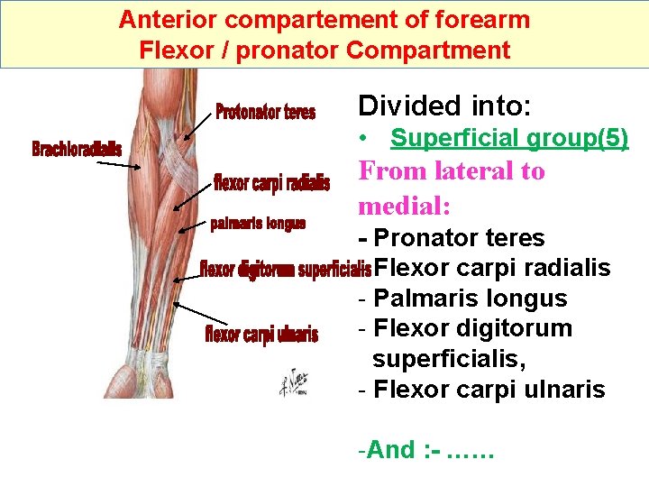 Anterior compartement of forearm Flexor / pronator Compartment Divided into: • Superficial group(5) From