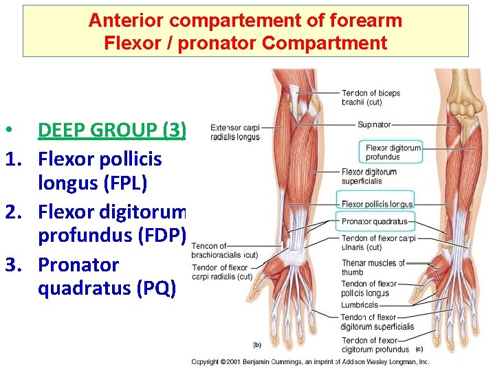 Anterior compartement of forearm Flexor / pronator Compartment • DEEP GROUP (3) 1. Flexor