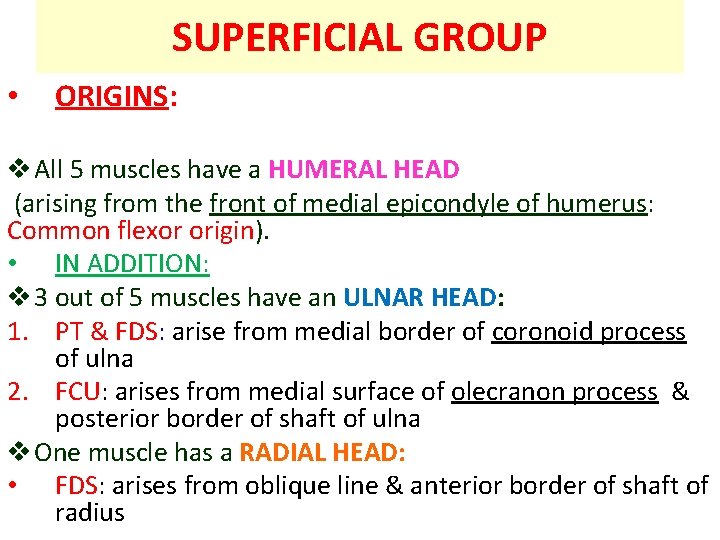 SUPERFICIAL GROUP • ORIGINS: v All 5 muscles have a HUMERAL HEAD (arising from