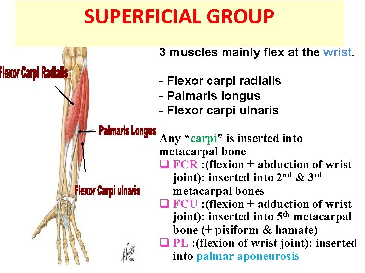 SUPERFICIAL GROUP Functional organization: 3 muscles mainly flex at the wrist. - Flexor carpi