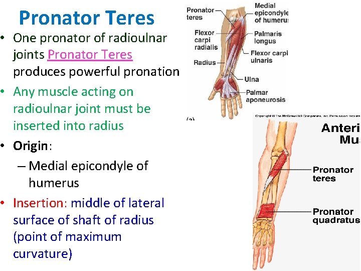 Pronator Teres • One pronator of radioulnar joints Pronator Teres produces powerful pronation •