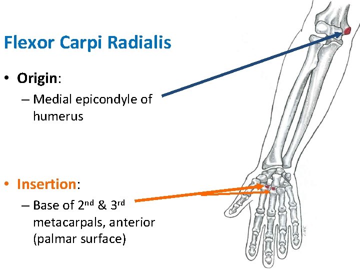 Flexor Carpi Radialis • Origin: – Medial epicondyle of humerus • Insertion: – Base