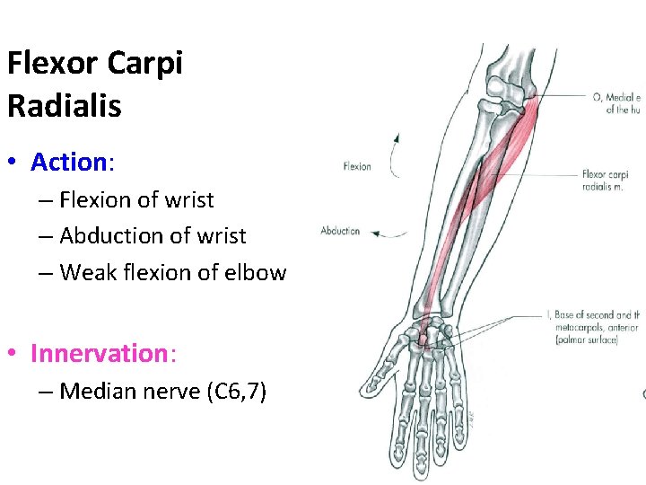 Flexor Carpi Radialis • Action: – Flexion of wrist – Abduction of wrist –