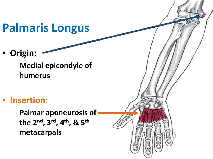 Palmaris Longus • Origin: – Medial epicondyle of humerus • Insertion: – Palmar aponeurosis