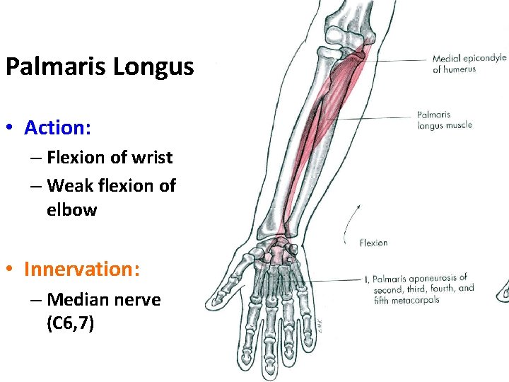 Palmaris Longus • Action: – Flexion of wrist – Weak flexion of elbow •