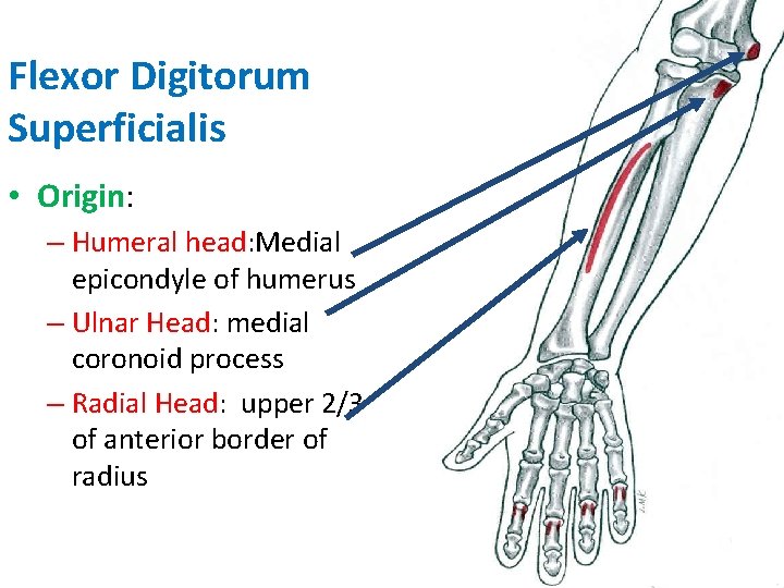 Flexor Digitorum Superficialis • Origin: – Humeral head: Medial epicondyle of humerus – Ulnar