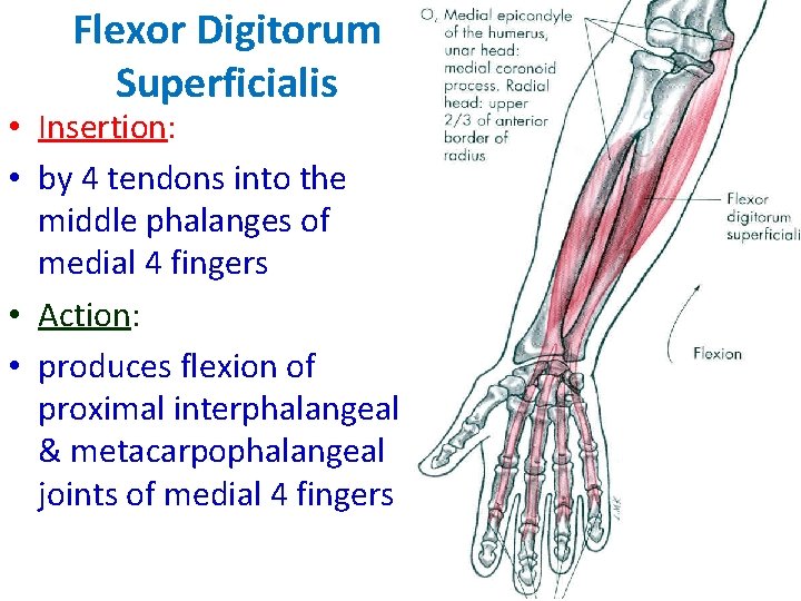 Flexor Digitorum Superficialis • Insertion: • by 4 tendons into the middle phalanges of