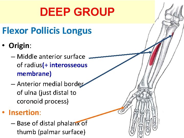 DEEP GROUP Flexor Pollicis Longus • Origin: – Middle anterior surface of radius(+ interosseous
