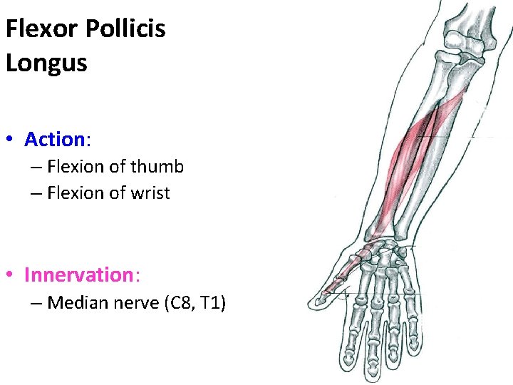 Flexor Pollicis Longus • Action: – Flexion of thumb – Flexion of wrist •