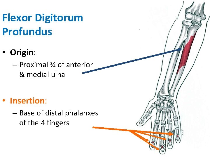 Flexor Digitorum Profundus • Origin: – Proximal ¾ of anterior & medial ulna •