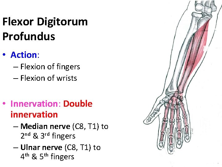 Flexor Digitorum Profundus • Action: – Flexion of fingers – Flexion of wrists •