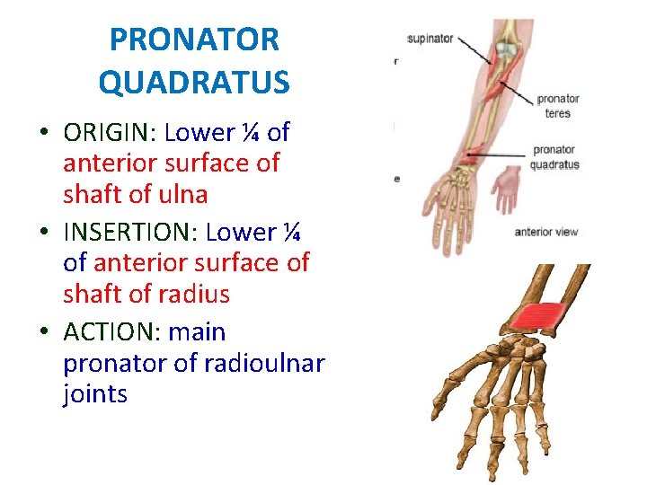 PRONATOR QUADRATUS • ORIGIN: Lower ¼ of anterior surface of shaft of ulna •