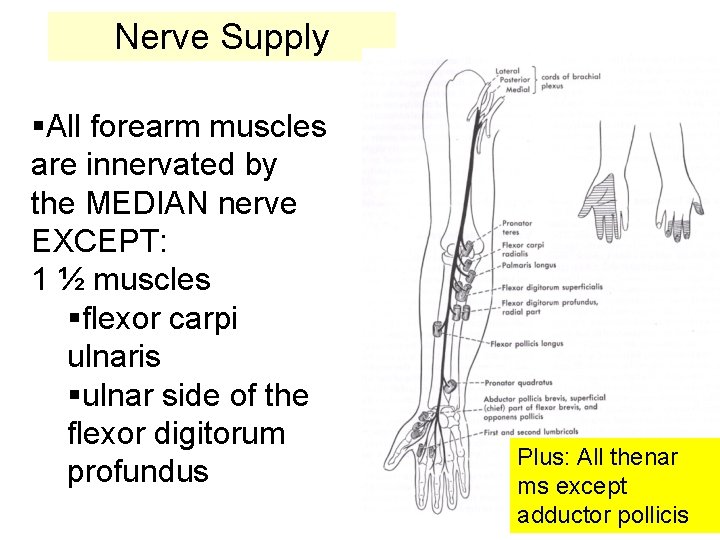 Nerve Supply §All forearm muscles are innervated by the MEDIAN nerve EXCEPT: 1 ½