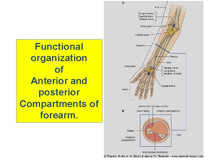 Functional organization of Anterior and posterior Compartments of forearm. 
