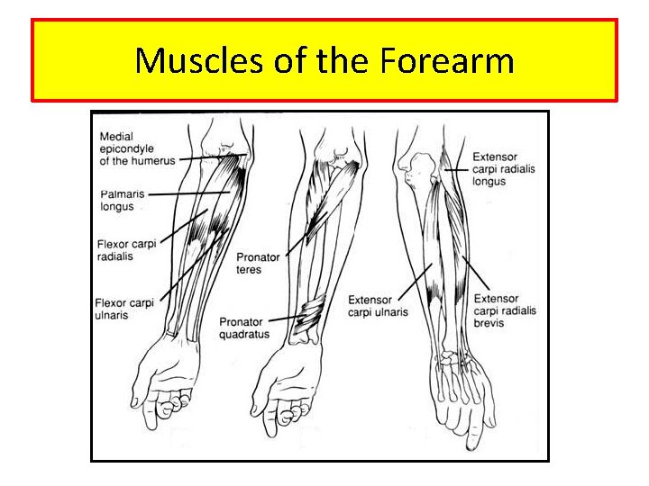 Muscles of the Forearm 