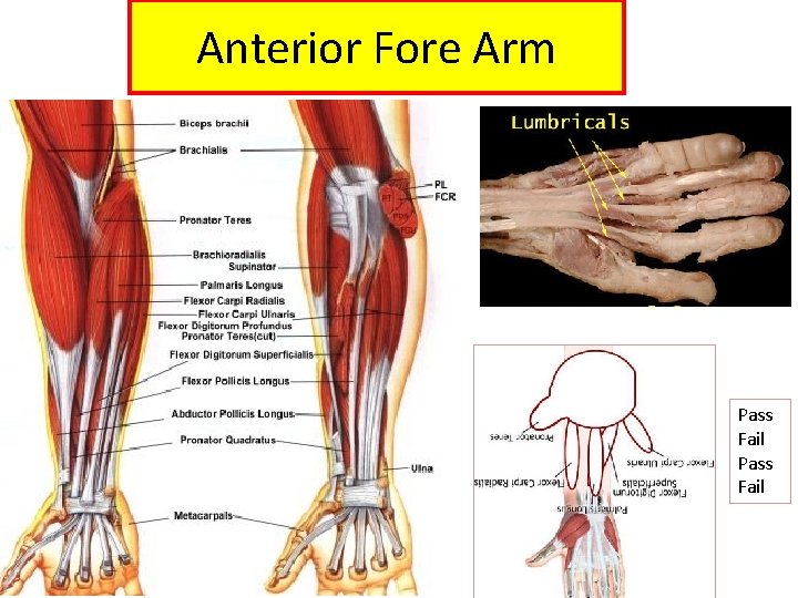 Anterior Fore Arm Pass Fail 