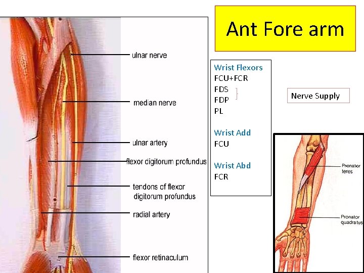 Ant Fore arm Wrist Flexors FCU+FCR FDS FDP PL Wrist Add FCU Wrist Abd