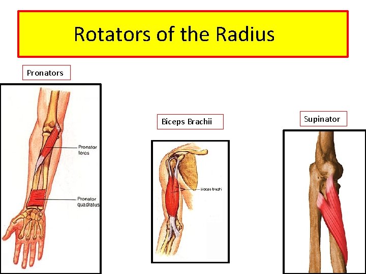 Rotators of the Radius Pronators Biceps Brachii Supinator 