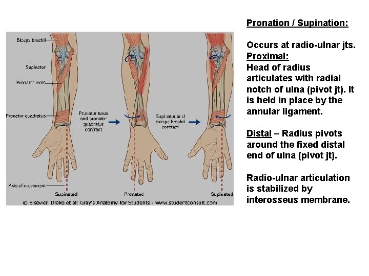 Pronation / Supination: Occurs at radio-ulnar jts. Proximal: Head of radius articulates with radial