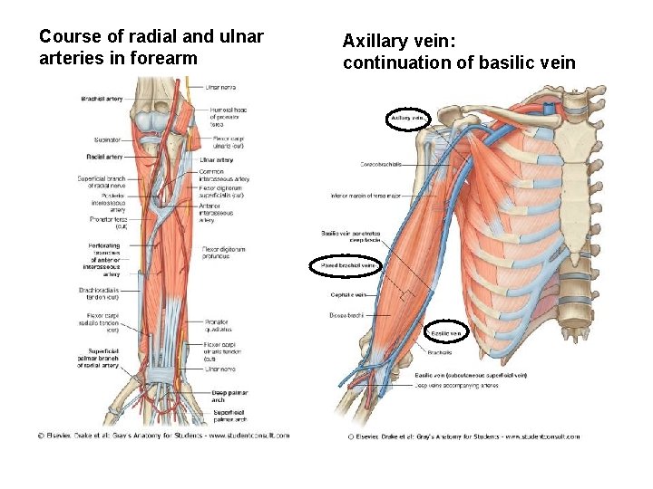 Course of radial and ulnar arteries in forearm Axillary vein: continuation of basilic vein