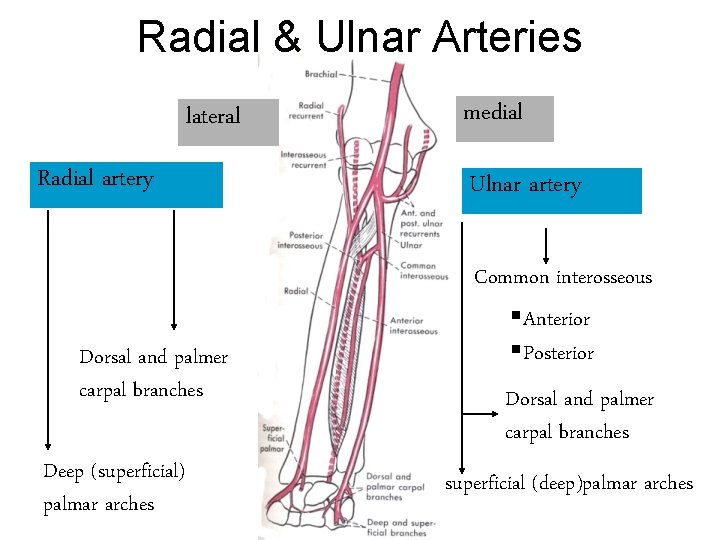 Radial & Ulnar Arteries lateral Radial artery Dorsal and palmer carpal branches Deep (superficial)