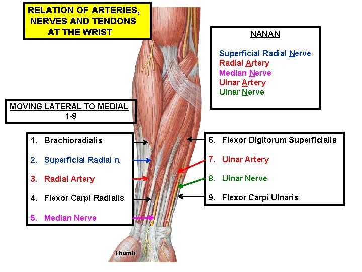 RELATION OF ARTERIES, NERVES AND TENDONS AT THE WRIST NANAN Superficial Radial Nerve Radial