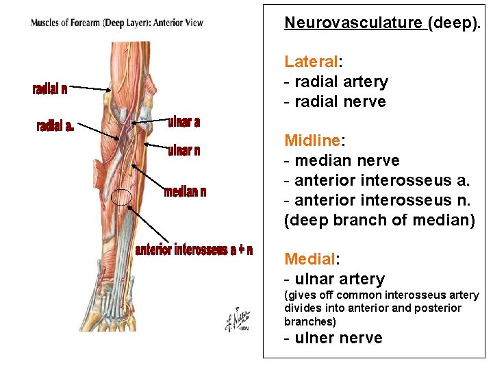 Neurovasculature (deep). Lateral: - radial artery - radial nerve Midline: - median nerve -