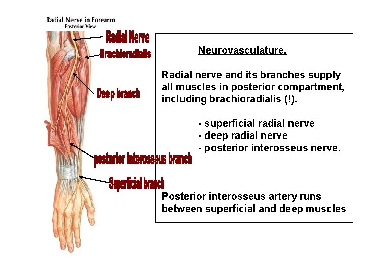 Neurovasculature. Radial nerve and its branches supply all muscles in posterior compartment, including brachioradialis