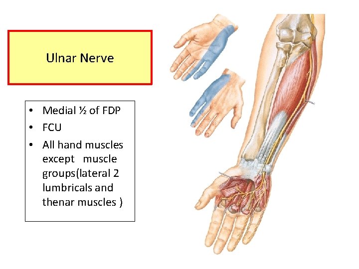 Ulnar Nerve • Medial ½ of FDP • FCU • All hand muscles except